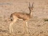 chinkara
