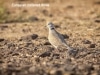 eurasioan-collared-dove