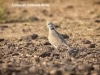 eurasioan-collared-dove