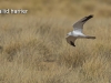 pallid-harrier-copy