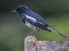 Oriental magpie robin