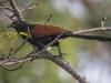 Greater coucal