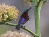 Purple--rumped sunbird