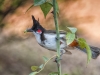 Red-whiskered Bulbul
