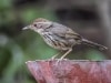 Puff-throated babbler
