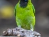 Gold-fronted Leafbird