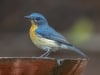 Tickell's Flycatcher