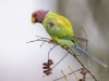 Plum-headed Parakeet