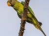 Plum-headed Parakeet