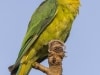 Plum-headed Parakeet