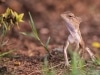 garden lizard