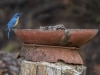 Tickell's Flycatcher